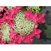 Hydrangea Macrophylla Classic&reg; "Lady In Red"&reg; schermhortensia