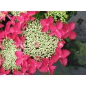 Hydrangea Macrophylla Classic&reg; "Lady In Red"&reg; schermhortensia