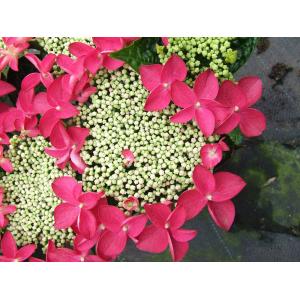 Hydrangea Macrophylla Classic® "Lady In Red"® schermhortensia Hydrangea Macrophylla Classic® "Lady In Red"® schermhortensia