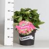 Hydrangea Macrophylla Classic&reg; "Lady In Red"&reg; schermhortensia