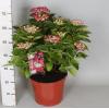 Hydrangea Macrophylla Classic&reg; "Lady In Red"&reg; schermhortensia