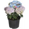 Hydrangea Macrophylla "Double Flowers Blue"&reg; boerenhortensia