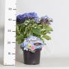 Hydrangea Macrophylla "Double Flowers Blue"&reg; boerenhortensia