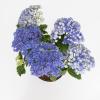 Hydrangea Macrophylla "Double Flowers Blue"&reg; boerenhortensia