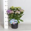 Hydrangea Macrophylla "Double Flowers Blue"&reg; boerenhortensia