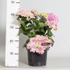 Hydrangea Macrophylla "Double Flowers Pink"&reg; boerenhortensia