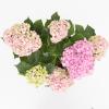 Hydrangea Macrophylla "Double Flowers Pink"&reg; boerenhortensia
