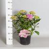Hydrangea Macrophylla "Double Flowers Pink"&reg; boerenhortensia