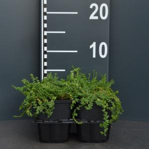 Kaal breukkruid (herniaria glabra) bodembedekker Kaal breukkruid (herniaria glabra) bodembedekker