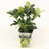 Skimmia (Skimmia Japonica &ldquo;Fragrant Cloud&rdquo;) heester