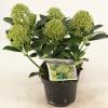 Skimmia (Skimmia Japonica &ldquo;Fragrant Cloud&rdquo;) heester