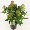 Skimmia (Skimmia Japonica &ldquo;Fragrant Cloud&rdquo;) heester