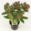 Skimmia (Skimmia Japonica &ldquo;Fragrant Cloud&rdquo;) heester
