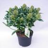 Skimmia (Skimmia Japonica &ldquo;Fragrant Cloud&rdquo;) heester
