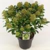 Skimmia (Skimmia Japonica &ldquo;Fragrant Cloud&rdquo;) heester