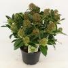 Skimmia (Skimmia Japonica &ldquo;Fragrant Cloud&rdquo;) heester