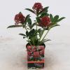 Skimmia (Skimmia Japonica &ldquo;Pink Dwarf&rdquo;&reg;) heester