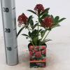 Skimmia (Skimmia Japonica &ldquo;Pink Dwarf&rdquo;&reg;) heester