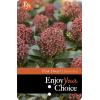 Skimmia (Skimmia Japonica &ldquo;Pink Dwarf&rdquo;&reg;) heester