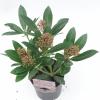 Skimmia (Skimmia Japonica &ldquo;Rubesta&rdquo;&reg;) heester