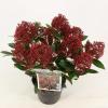 Skimmia (Skimmia Japonica &ldquo;Rubesta&rdquo;&reg;) heester