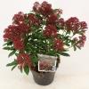 Skimmia (Skimmia Japonica &ldquo;Rubesta&rdquo;&reg;) heester