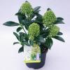 Skimmia (Skimmia Japonica &ldquo;White Globe&rdquo;&reg;) heester