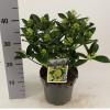 Skimmia (Skimmia Japonica &ldquo;White Globe&rdquo;&reg;) heester