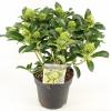 Skimmia (Skimmia Japonica &ldquo;White Globe&rdquo;&reg;) heester
