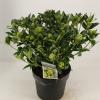 Skimmia (Skimmia Japonica &ldquo;White Globe&rdquo;&reg;) heester