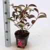 Sneeuwbal (Viburnum &ldquo;Le Bois Marquis&rdquo;&reg;) heester