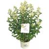 Hydrangea Paniculata "Butterfly"&reg; pluimhortensia