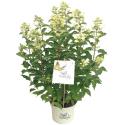 Hydrangea Paniculata "Butterfly"&reg; pluimhortensia