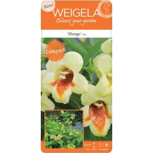 Weigela Florida struik Mango Weigela Florida struik Mango