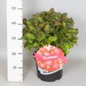 Hydrangea Macrophylla Classic&reg; "Selma"&reg; boerenhortensia