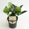 Skimmia (Skimmia Japonica &ldquo;Marlot&rdquo;) heester