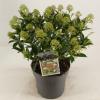 Skimmia (Skimmia Japonica &ldquo;Marlot&rdquo;) heester