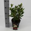 Sneeuwbal (Viburnum tinus &ldquo;Ladybird&rdquo;&reg;) heester