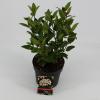 Sneeuwbal (Viburnum tinus &ldquo;Ladybird&rdquo;&reg;) heester