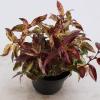 Druifheide (Leucothoe walteri &ldquo;Rainbow&rdquo;) heester
