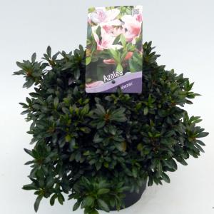 Rododendron (Rhododendron Satsuki "Nyohozan") heester Rododendron (Rhododendron Satsuki "Nyohozan") heester