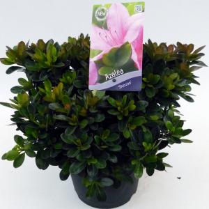 Rododendron (Rhododendron Satsuki "Shinzan") heester Rododendron (Rhododendron Satsuki "Shinzan") heester