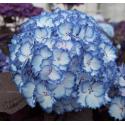 Hydrangea Macrophylla "Charming&reg; Julia Blue"&reg; boerenhortensia