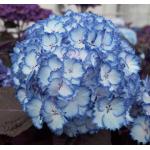 Hydrangea Macrophylla "Charming&reg; Julia Blue"&reg; boerenhortensia