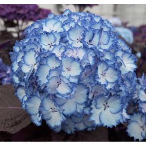 Hydrangea Macrophylla "Charming® Julia Blue"® boerenhortensia Hydrangea Macrophylla "Charming® Julia Blue"® boerenhortensia