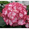 Hydrangea Macrophylla "Charming&reg; Julia Pink"&reg; boerenhortensia