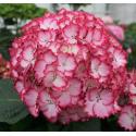 Hydrangea Macrophylla "Charming&reg; Julia Pink"&reg; boerenhortensia