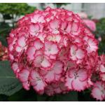 Hydrangea Macrophylla "Charming&reg; Julia Pink"&reg; boerenhortensia