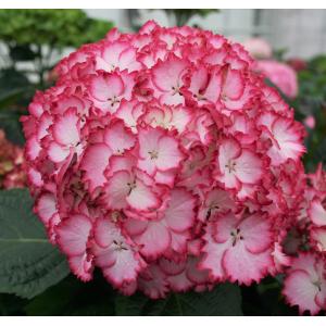 Hydrangea Macrophylla "Charming® Julia Pink"® boerenhortensia Hydrangea Macrophylla "Charming® Julia Pink"® boerenhortensia
