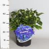 Hydrangea Macrophylla Classic&reg; "Fripon Blue"&reg; boerenhortensia